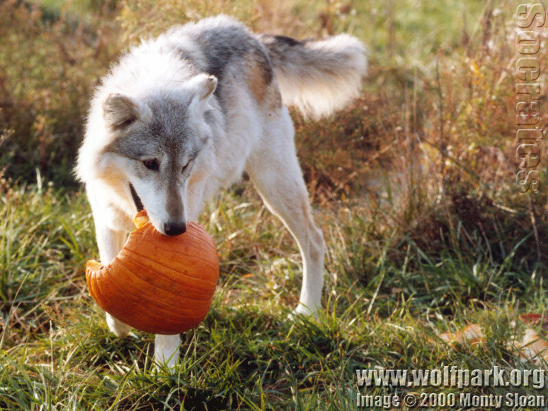 Wolf Carrying Pumpkin