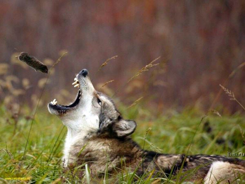 wolf catching food in mouth