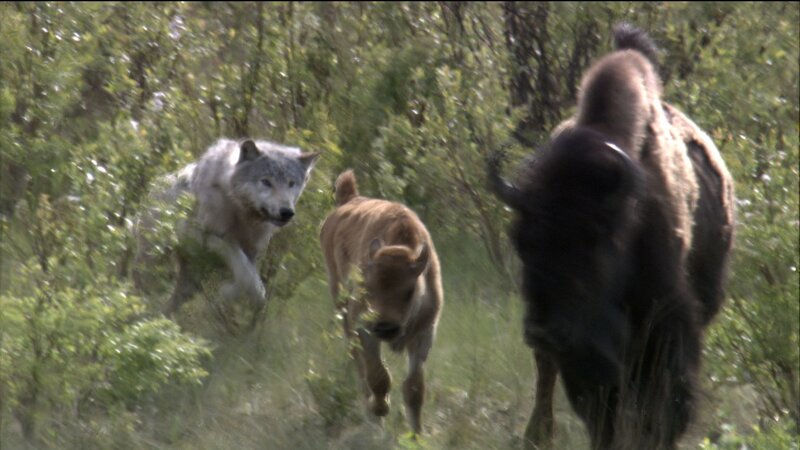 Wolf Chasing Bison Calf