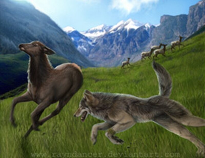 Wolf Chasing Deer