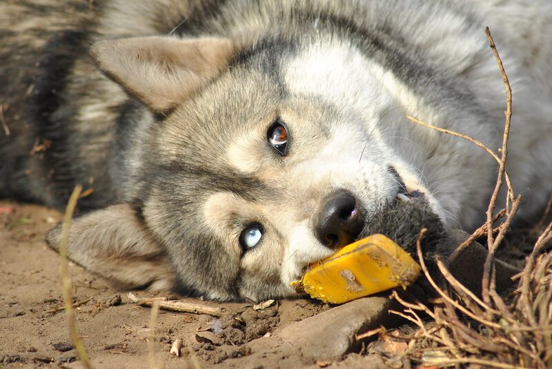 Wolf Chewing Object