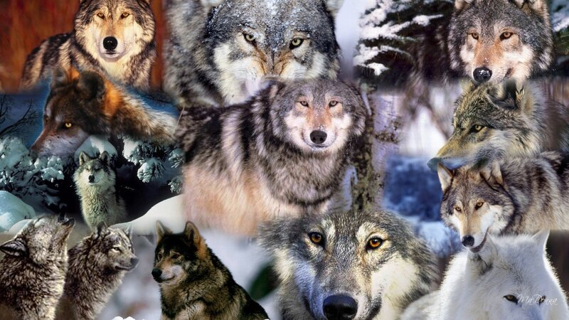 wolf collage collection