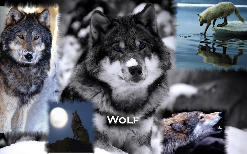 Wolf Collage — Gray
