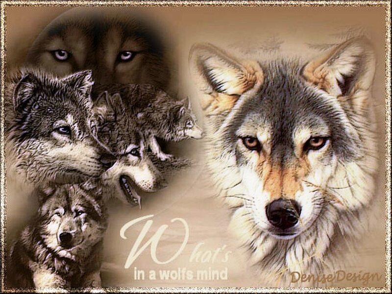 Wolf Collage