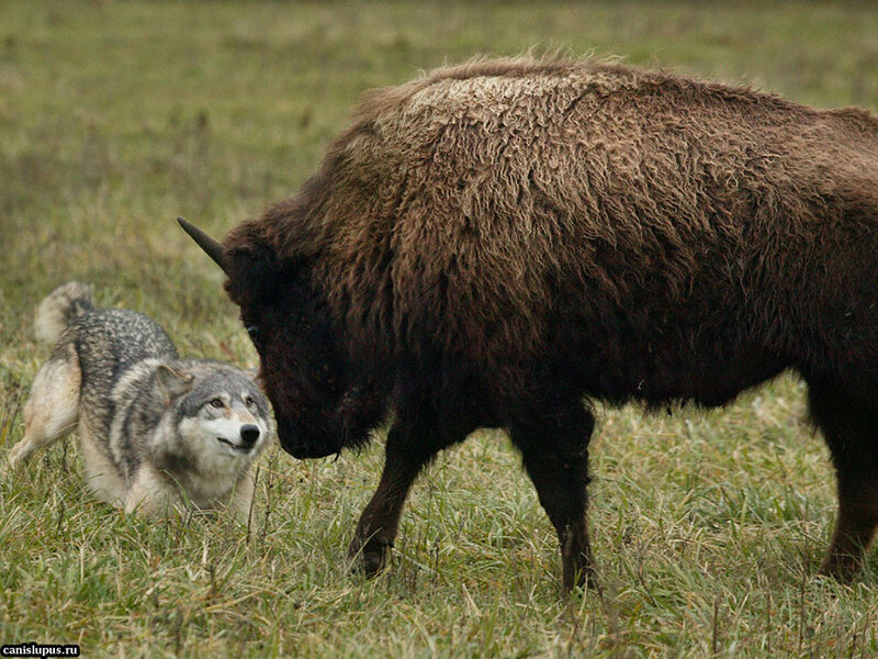 Wolf Confronting Bison