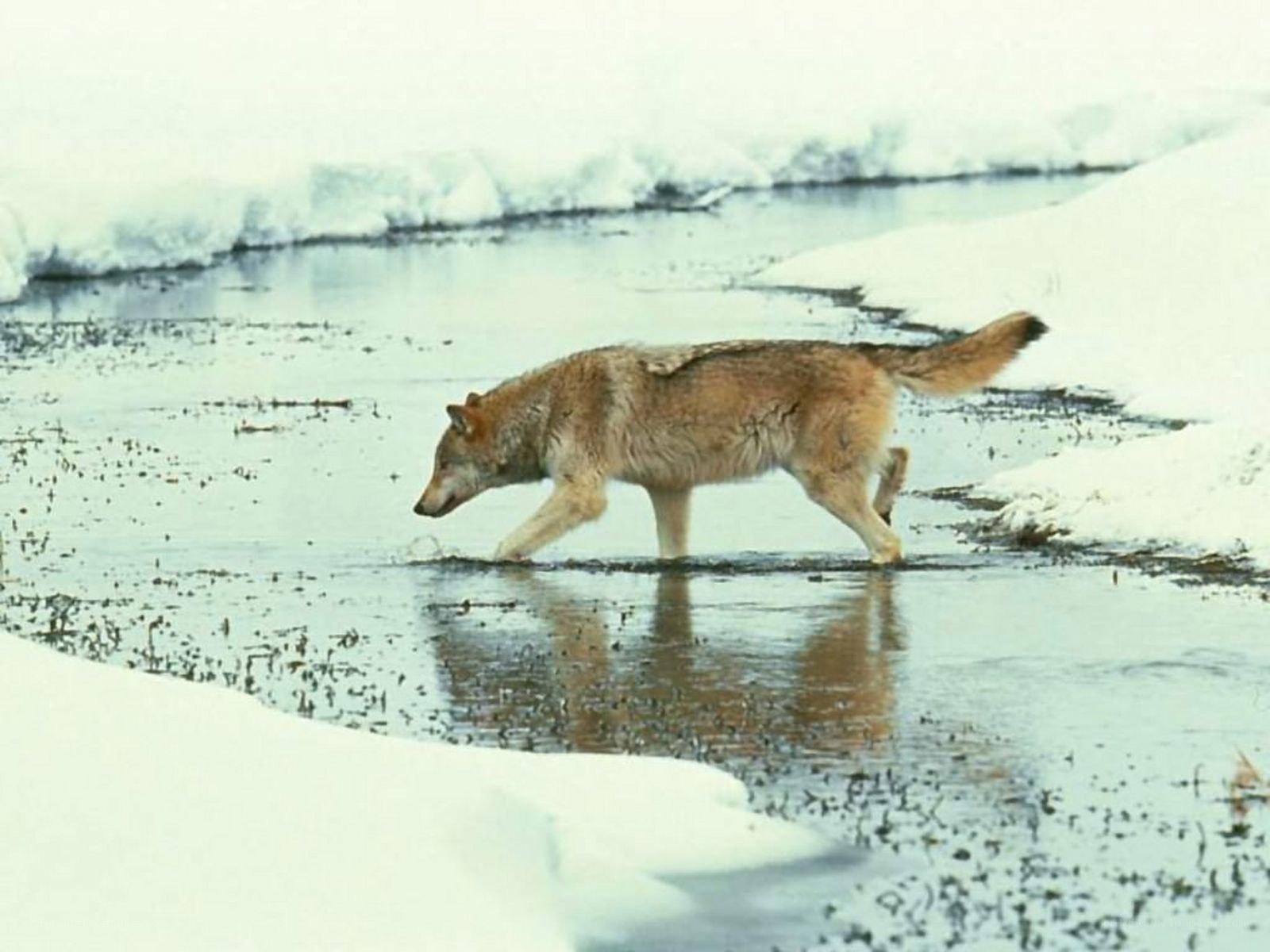 wolf crossing a stream