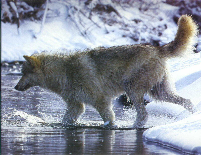 wolf crossing a stream
