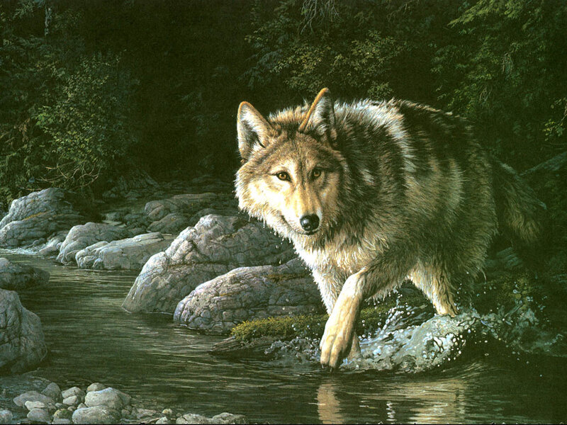 Wolf Crossing Stream