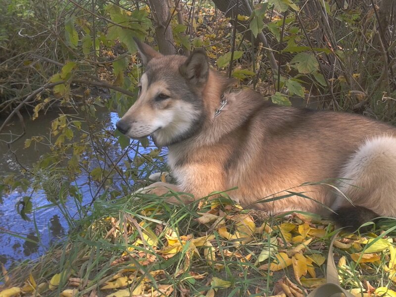 Wolf-dog by Stream