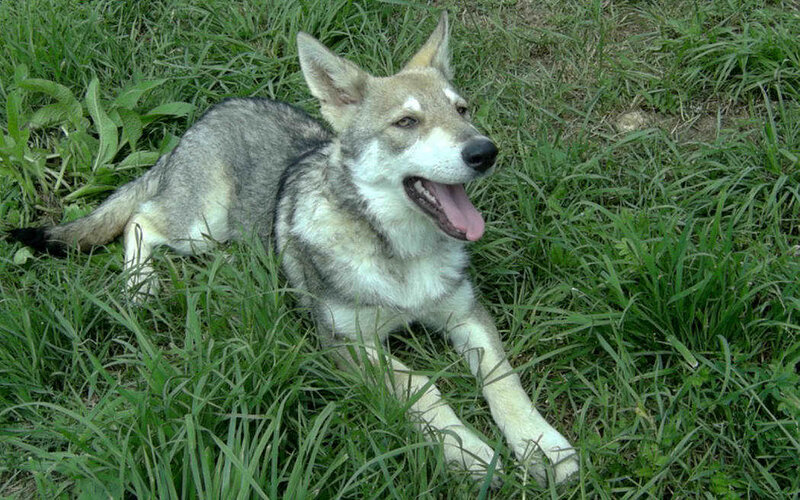 Wolf-dog Hybrid in Grass