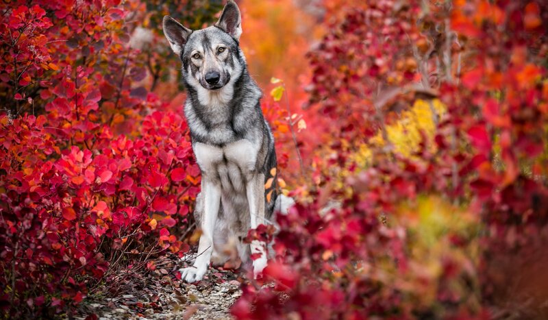 Wolf Dog in Autumn