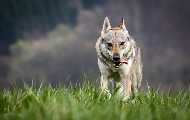 Wolf Dog in Grass