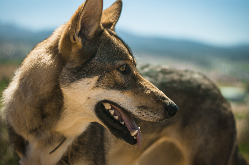 Wolf-dog in Profile