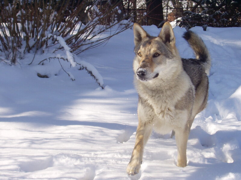Wolf Dog in Snow