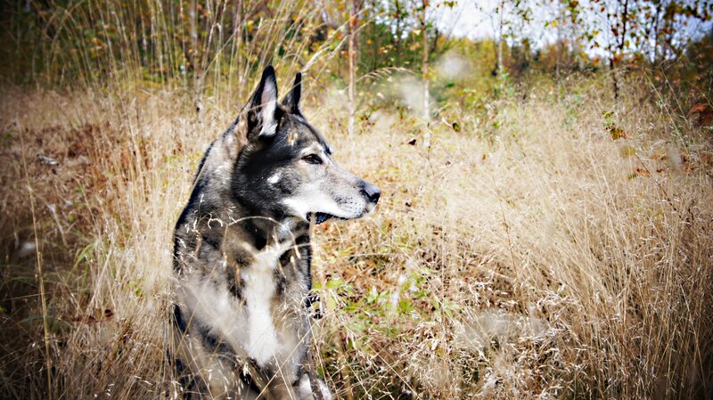 Wolf-dog in Tall Grass — Brown