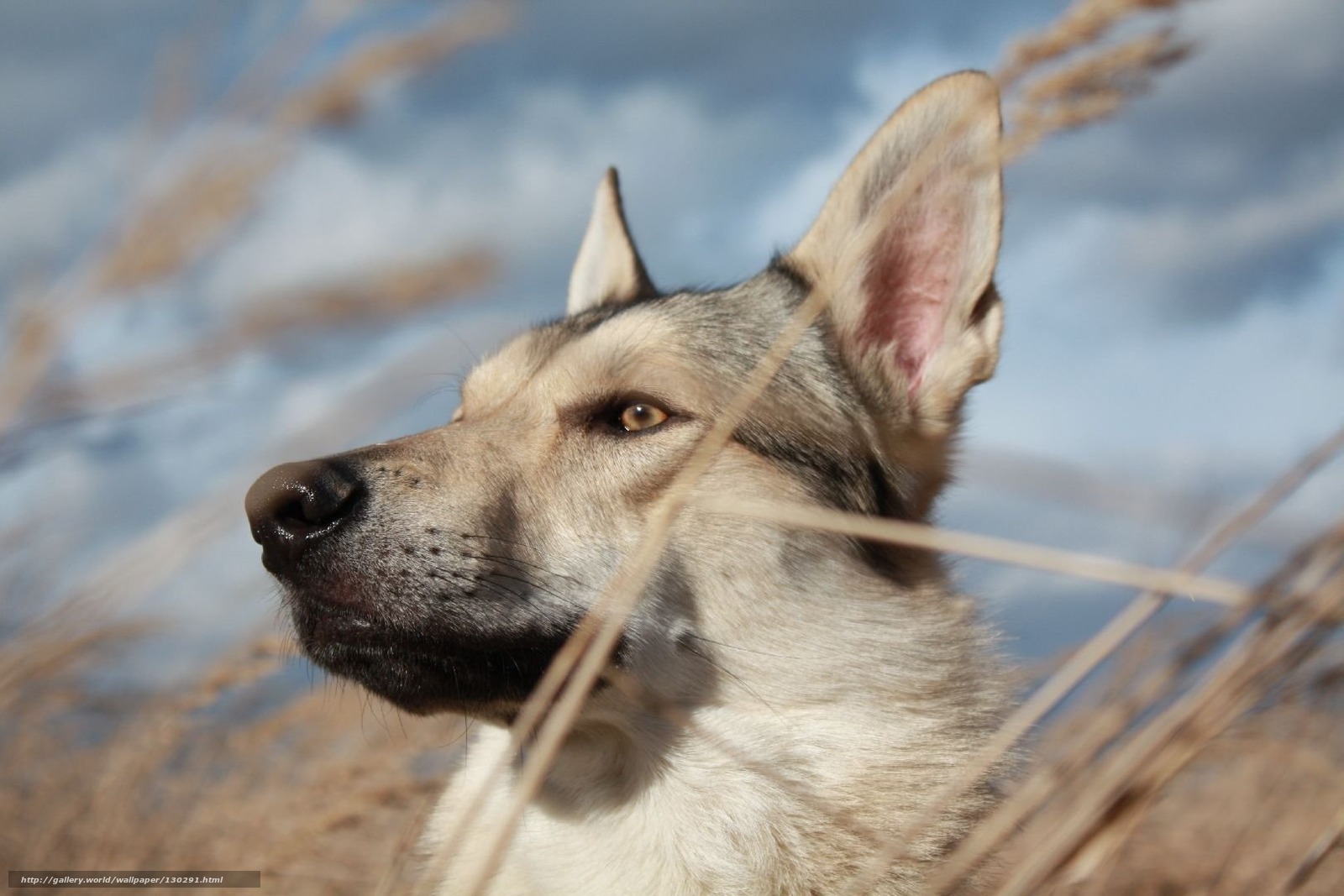 wolf dog in tall grass