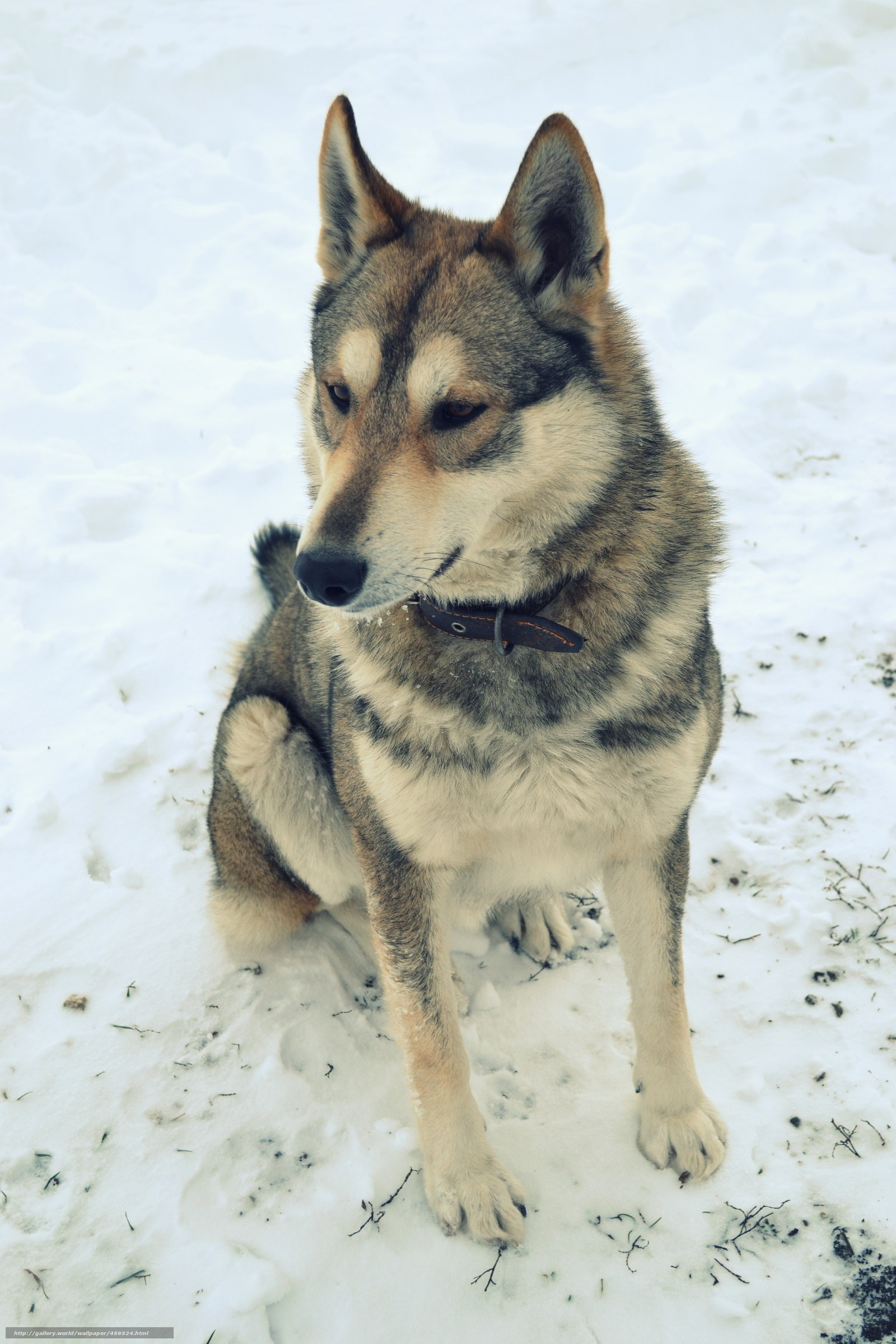 wolf dog in the snow