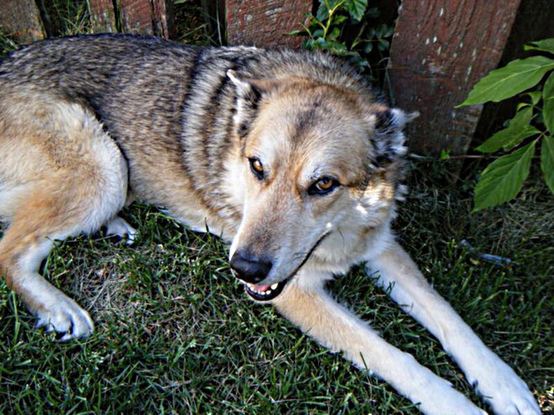 Wolf-dog Lying on Grass
