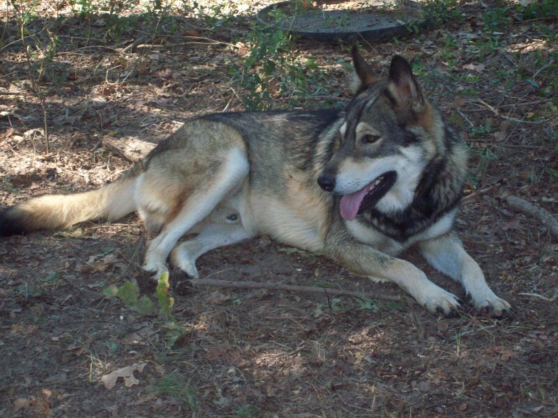 Wolf-dog Lying on Ground