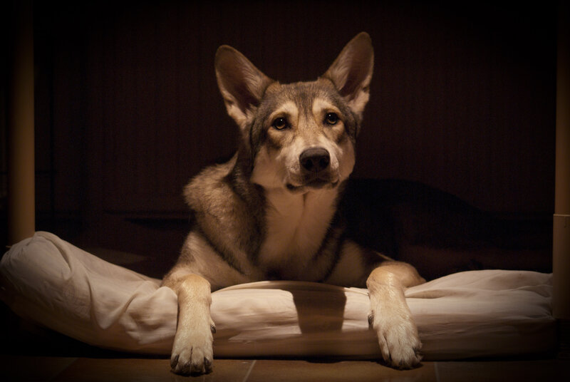 Wolf-dog on Cushion