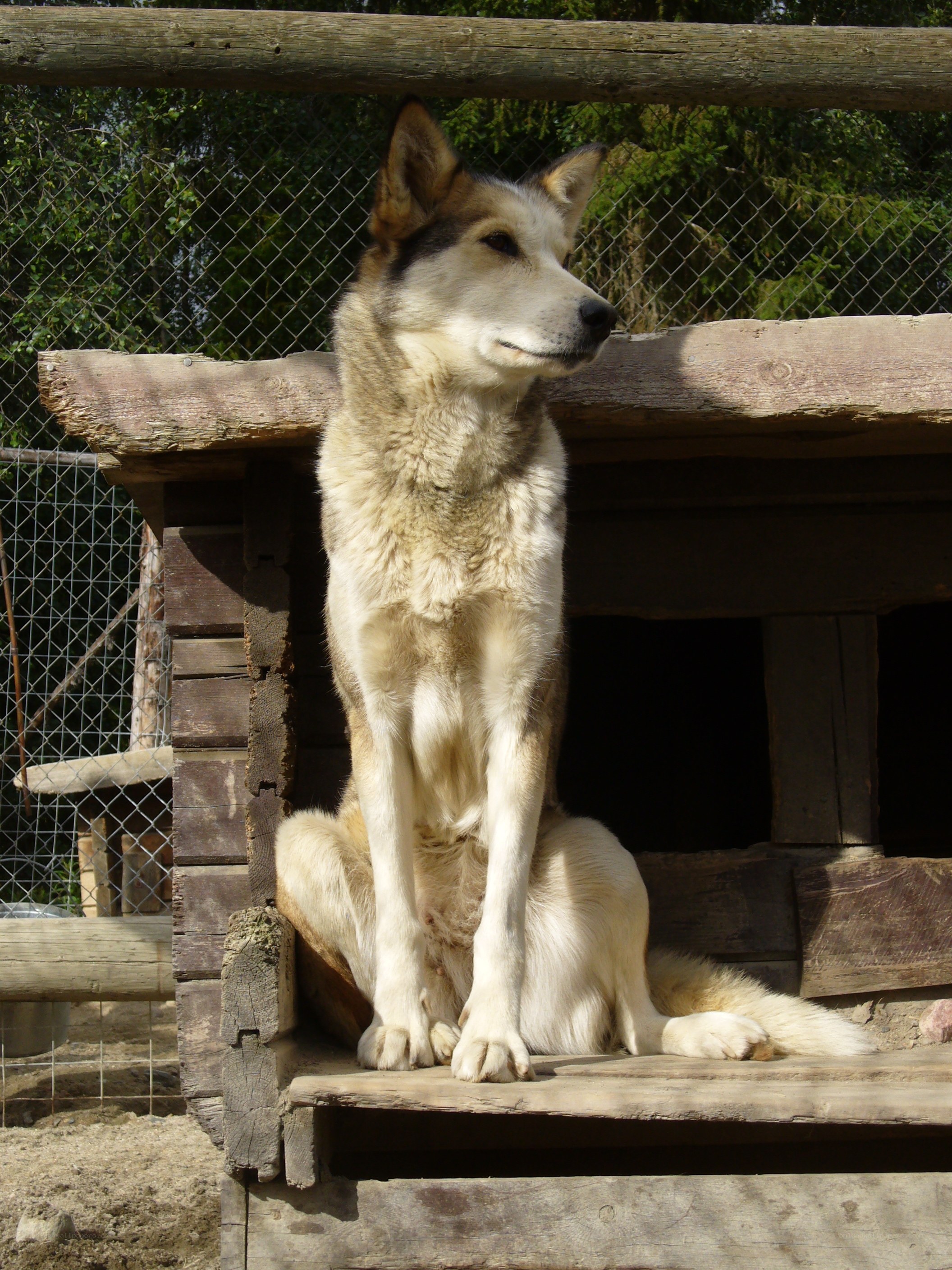 wolf dog on wooden platform