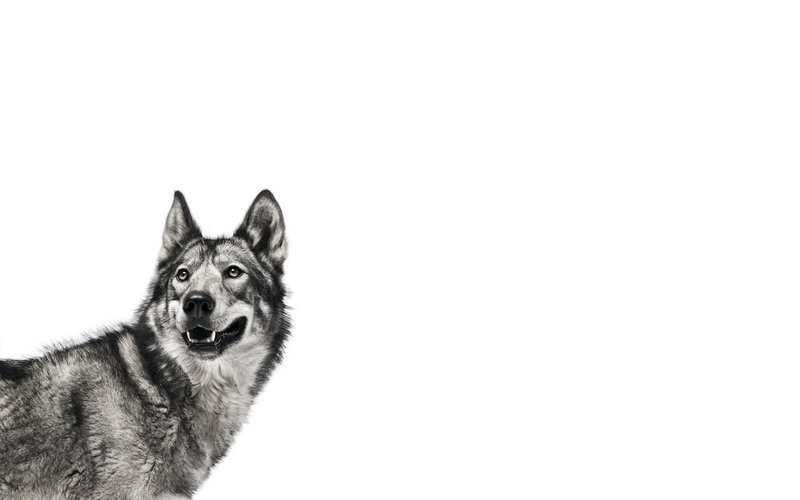 wolf dog portrait