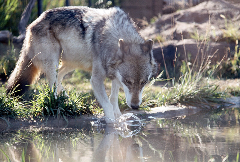 wolf drinking from a pond