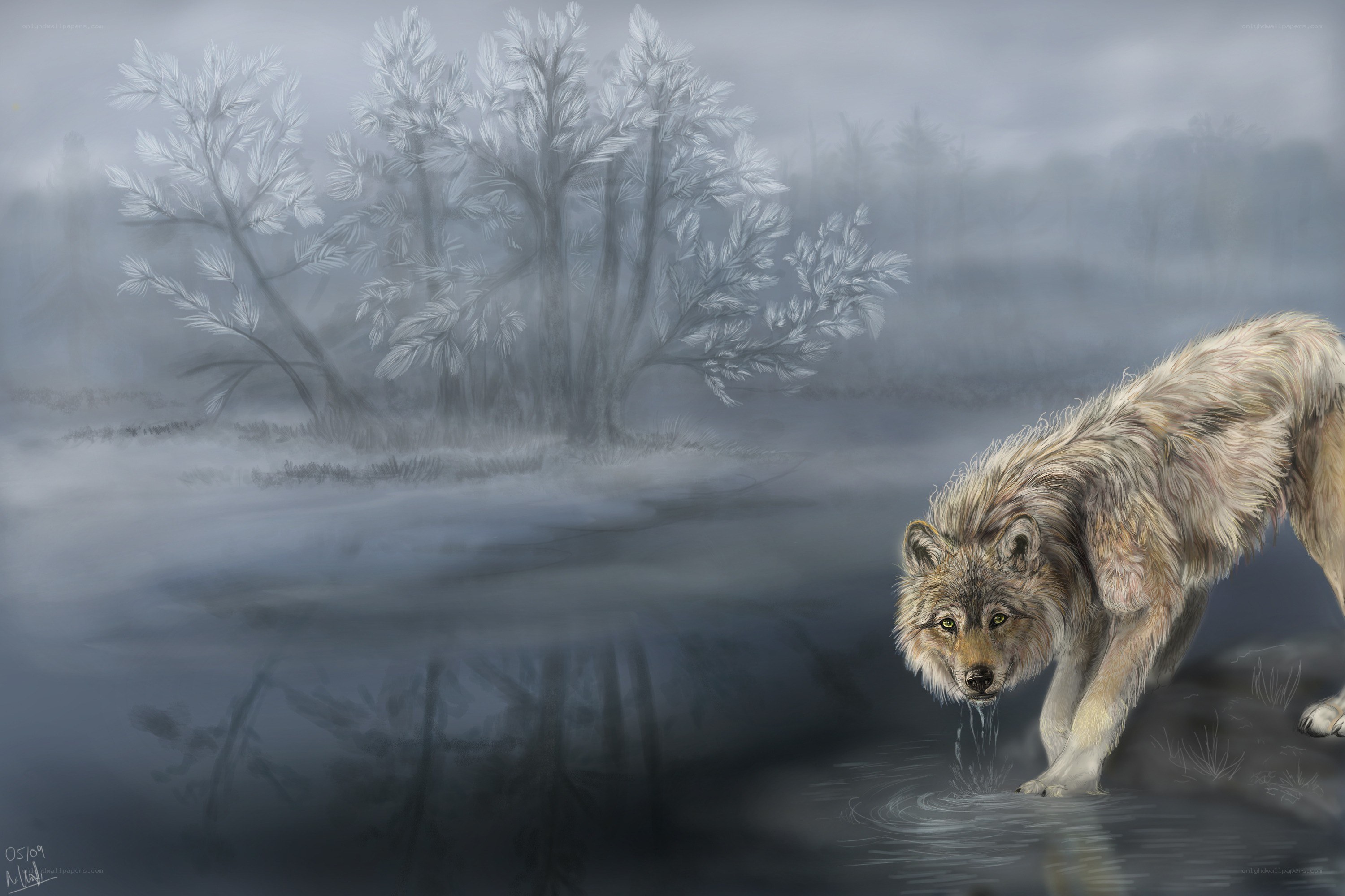 wolf drinking from a stream