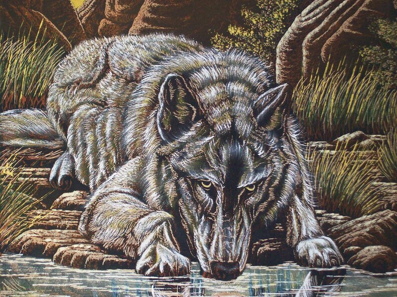 wolf drinking from a stream