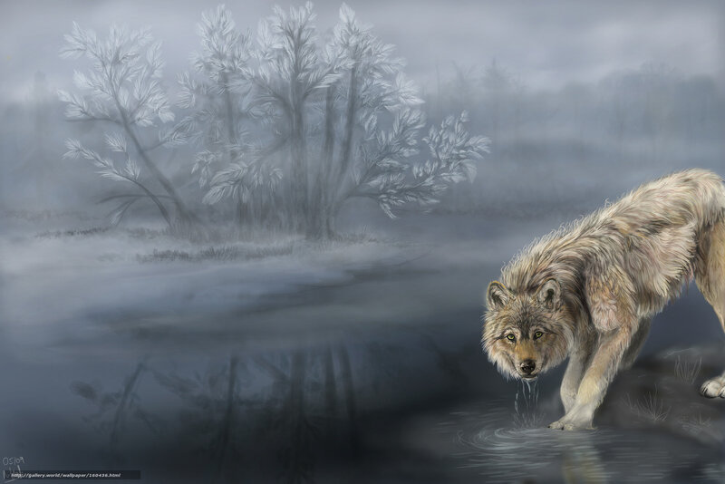 wolf drinking from a stream