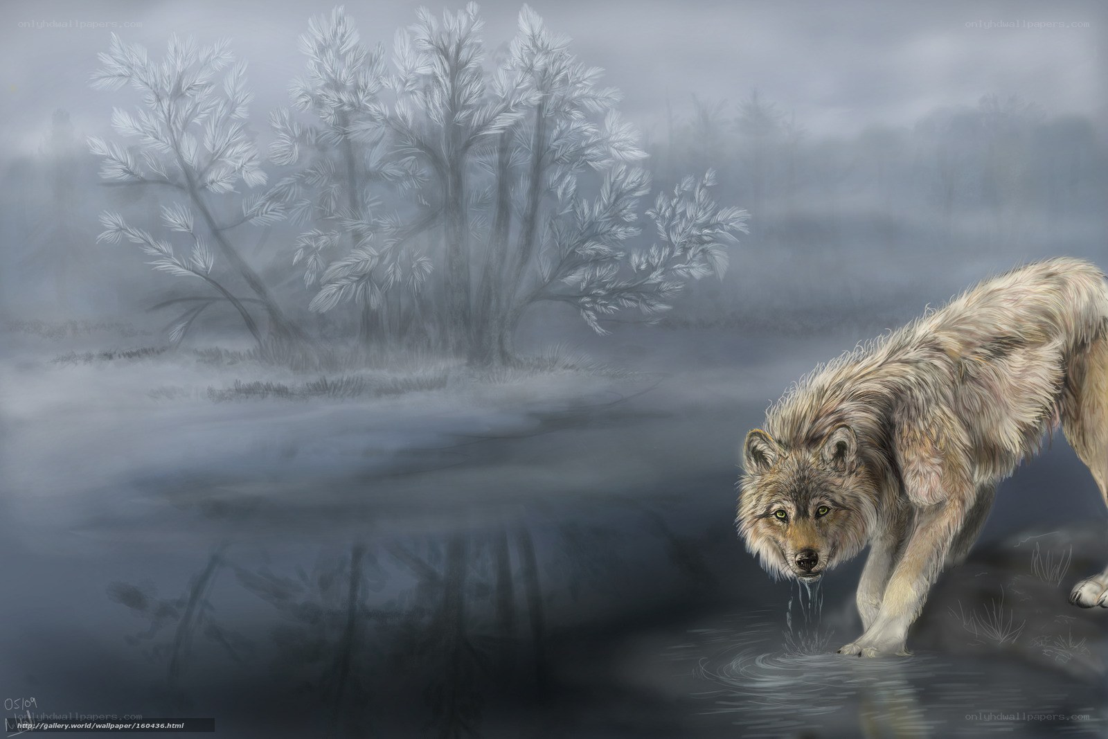 wolf drinking from a stream