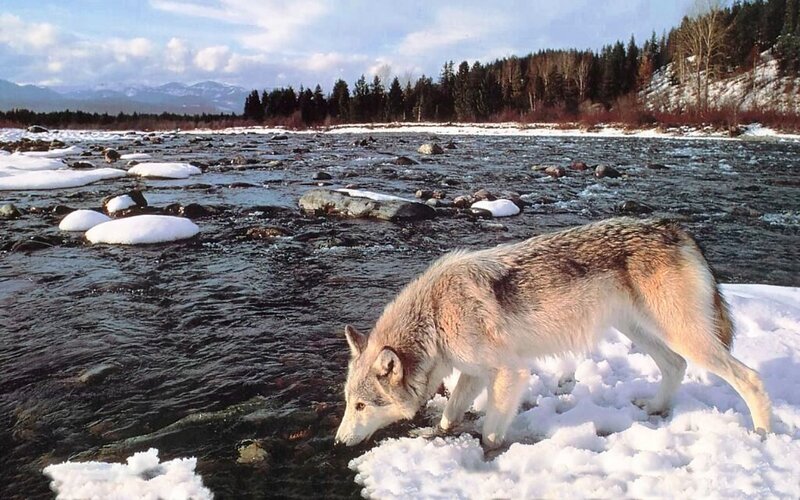 Wolf Drinking from River