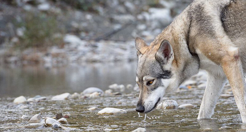Wolf Drinking from Stream — Gray