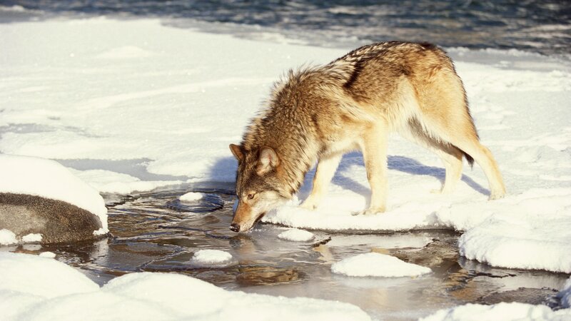 wolf drinking from stream