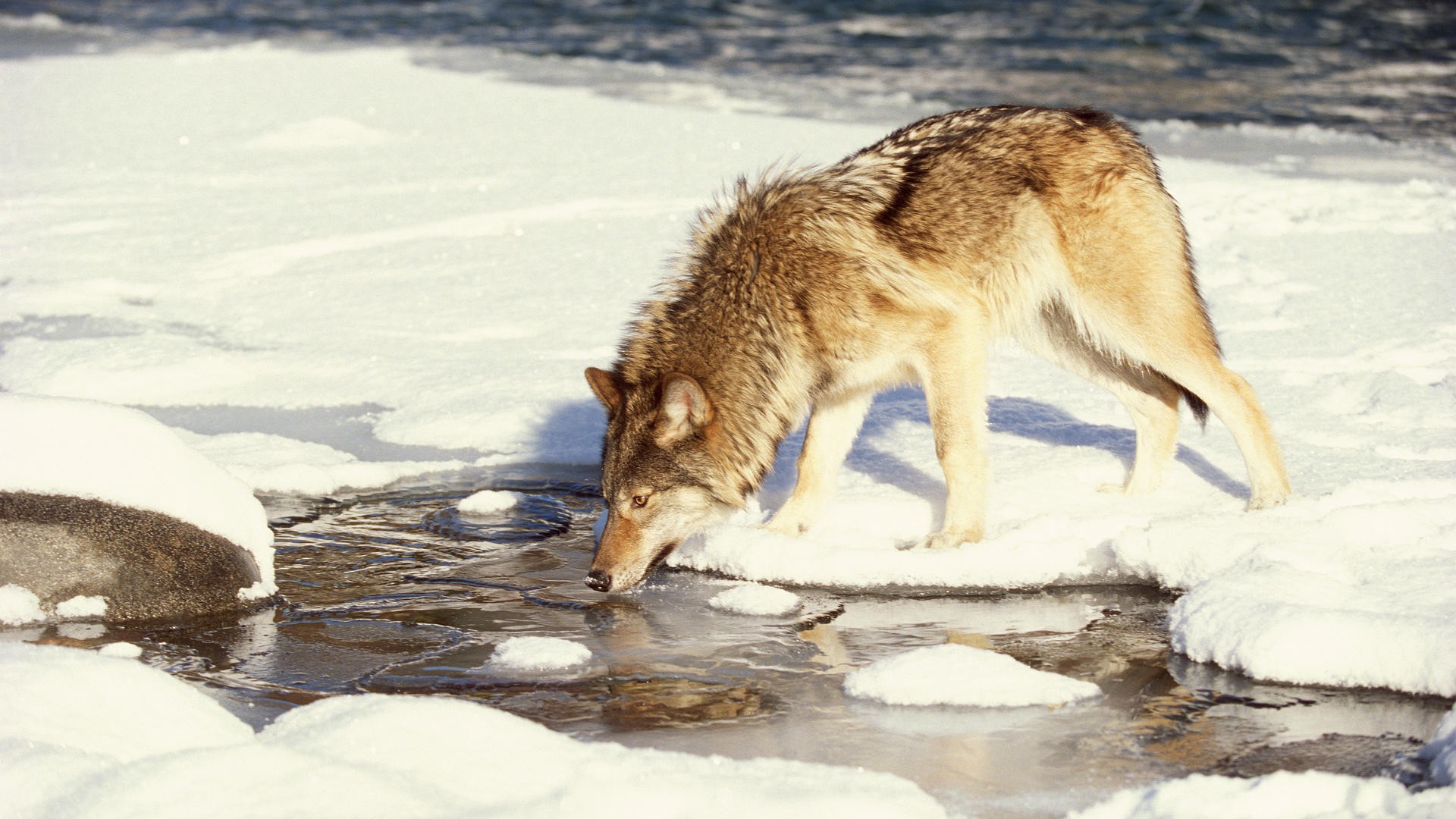wolf drinking from stream