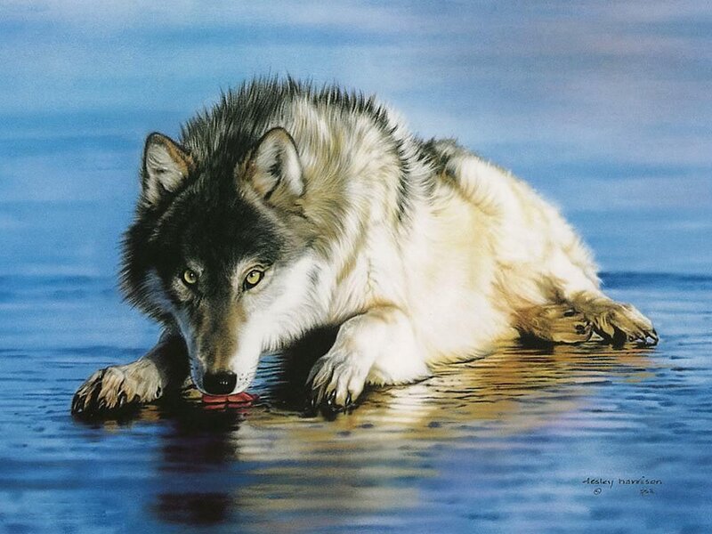 wolf drinking from water