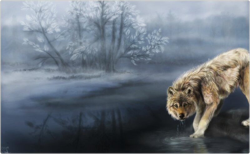 Wolf Drinking Water — Blue, Misty