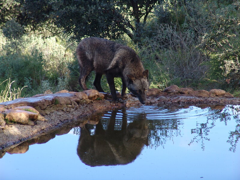 Wolf Drinking Water — Blue, Serene