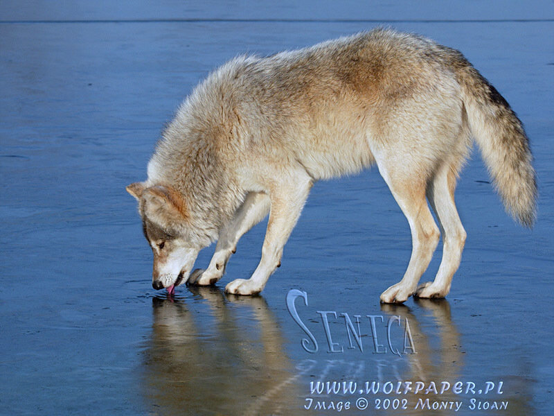 Wolf Drinking Water — Blue
