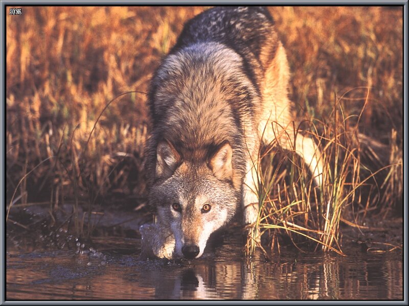 Wolf Drinking Water — Brown