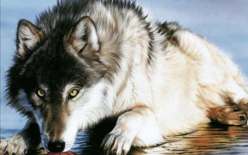 Wolf Drinking Water — Gray, Calm, Digital Art