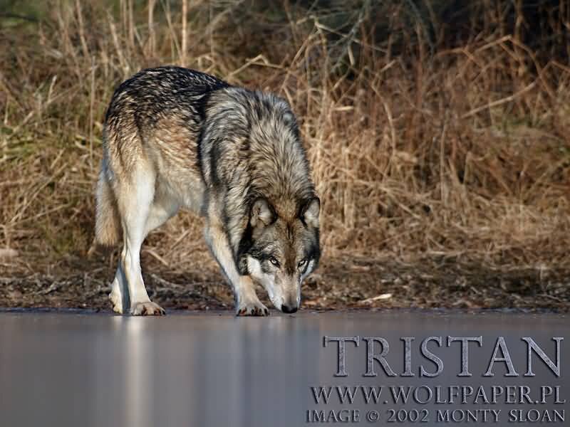 Wolf Drinking Water — Gray, Calm