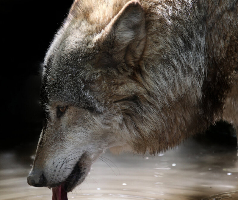 Wolf Drinking Water — Gray, Dramatic