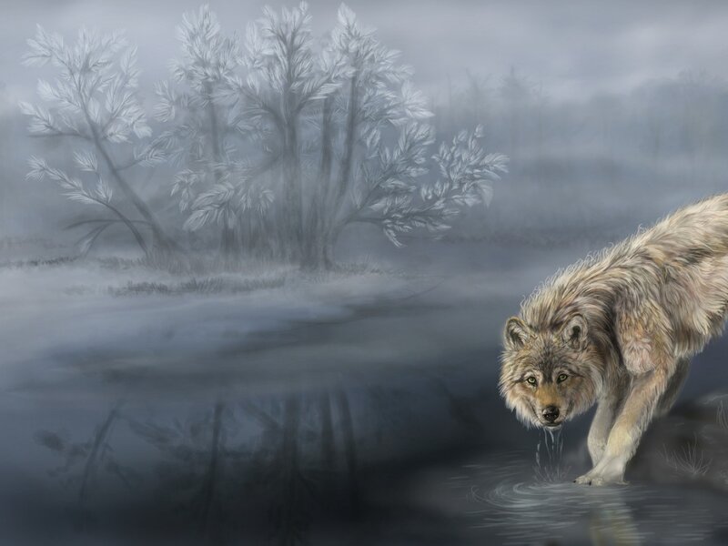 Wolf Drinking Water — Gray, Misty, Winter, Digital Art, River