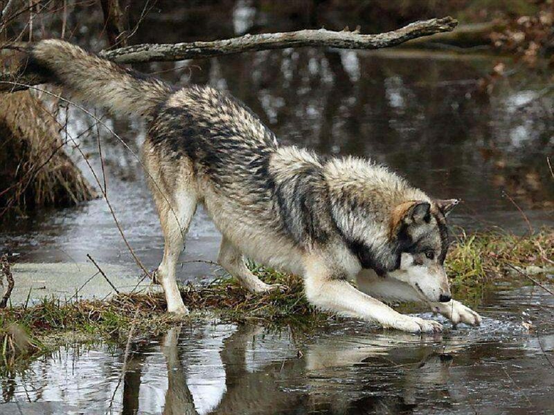 Wolf Drinking Water — Gray, Natural, Photograph