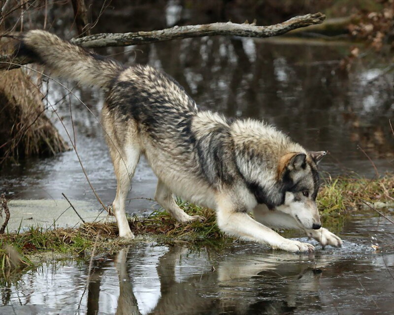 Wolf Drinking Water — Gray, Natural