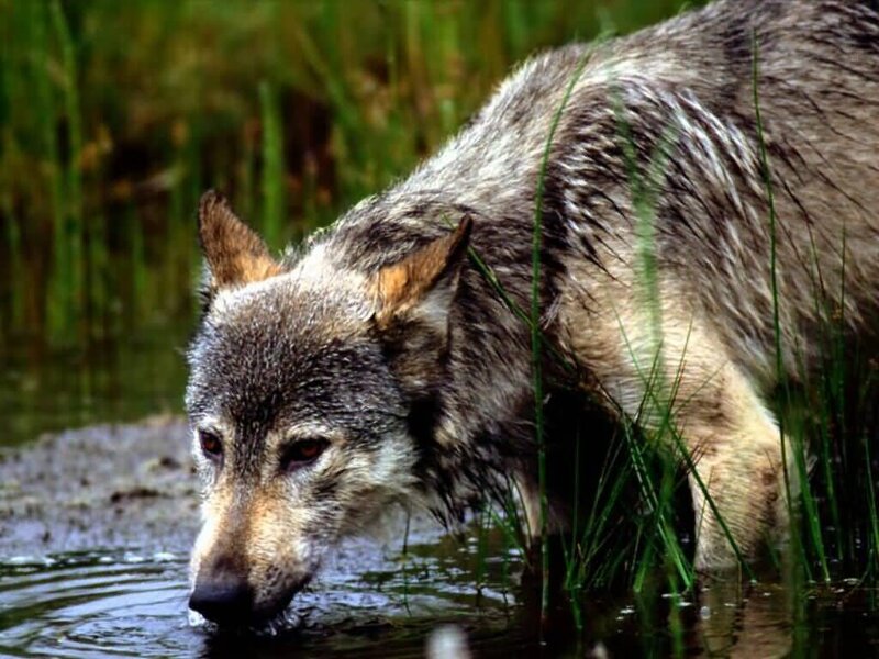 Wolf Drinking Water — Gray