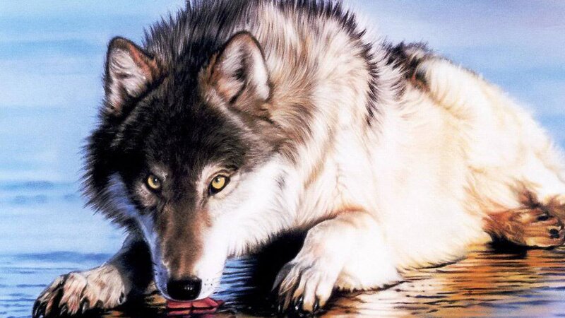 Wolf Drinking Water — White, Calm, Digital Art