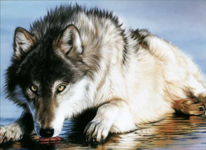 Wolf Drinking Water — White, Calm, Painting