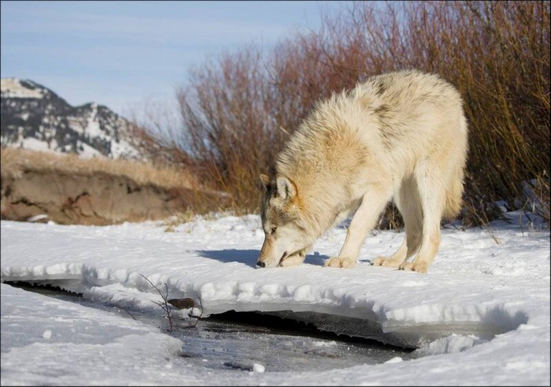 Wolf Drinking Water — White, Calm, Winter, Photograph, Snow